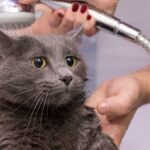 Kedilerin Suya Olan Mesafeleri: Dawranışlarının Evrimsel ve Deneyimsel Temelleri