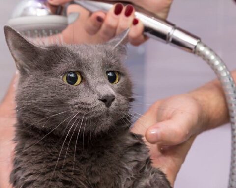 Kedilerin Suya Olan Mesafeleri: Dawranışlarının Evrimsel ve Deneyimsel Temelleri