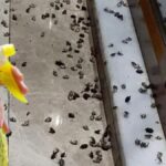 Kokarca böcekleri için basit bir sprey çözümü öneriliyor