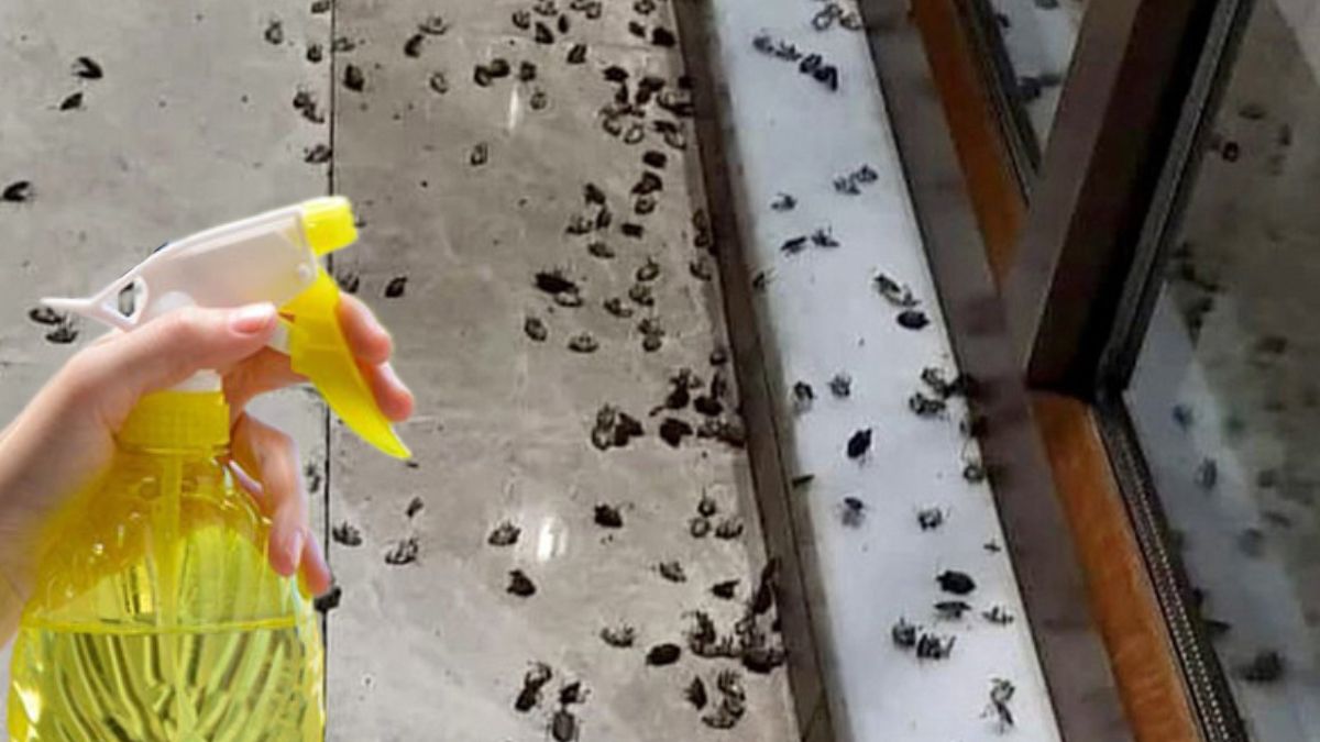 Kokarca böcekleri için basit bir sprey çözümü öneriliyor
