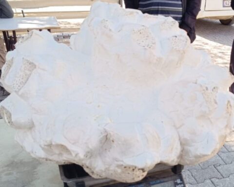 Konya'da 19 Kilogramlık Dev Mantar Halkın İlgi Odağı Oldu