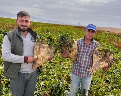 Konya'da Çiftçiler 24 Kiloluk Şeker Pancarlarıyla Şaşkınlık Yaşıyor