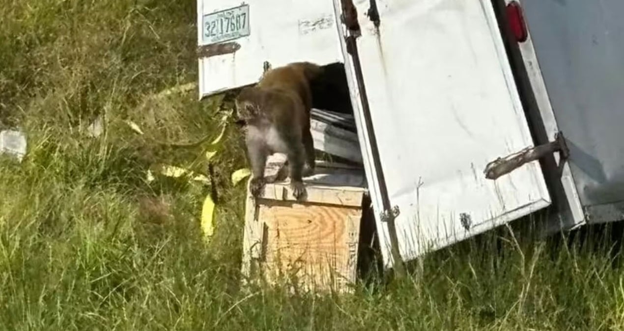 Laboratuvar maymunları kazanın ardından sokaklarda dolaşıyor