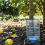Limon Ağaçları İçin Su Şişesi Kullanmanın Avantajları