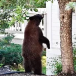 Market Girişinde Ayı Saldırısında İki Kişi Yaralandı