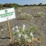 Mersin'de Kum Zambaklarının Korunması İçin Önlemler Alındı