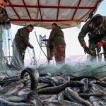 Müsilajdan Etkilenen İllere Ek Destek: Balıkçılara 5 Bin ile 12 Bin Lira Arasında Yardım