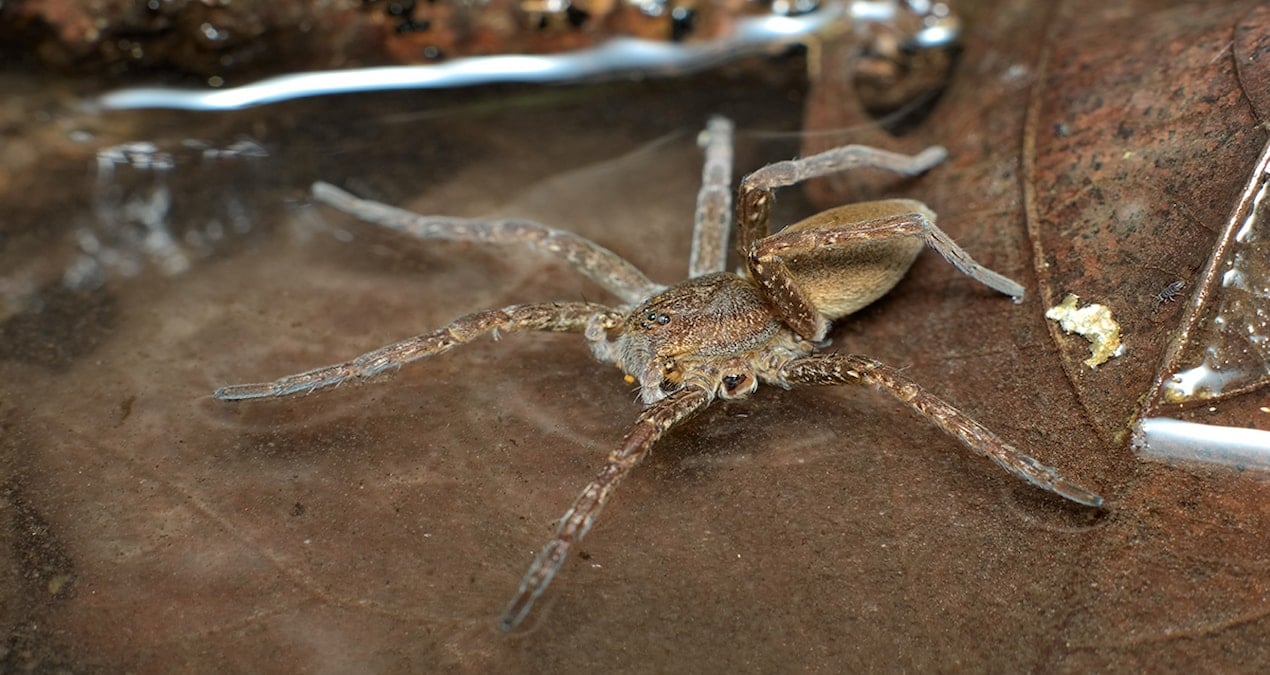 Nesli tükenen Fen Raft örümceği, Birleşik Krallık'ta hızla yayılıyor