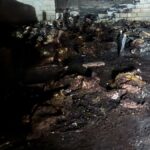 Niğde'de Ahır Yangınında 170 Koyun Telef Oldu