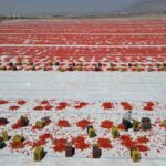 Niğde'de Kurutulan Domatesler, Avrupa ve Amerika Pazarına Açılıyor