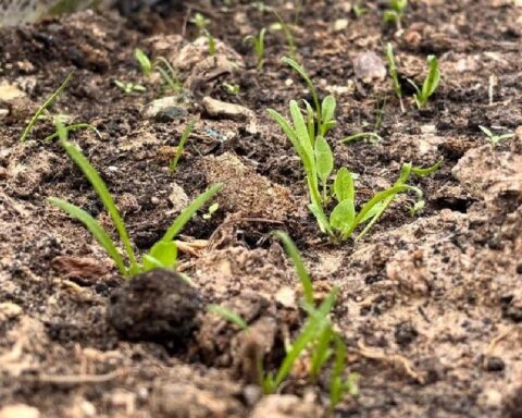 Organik Tarım Gönüllüsü, Ata Tohumlarıyla Türkiye Genelinde Farkındalık Yaratıyor