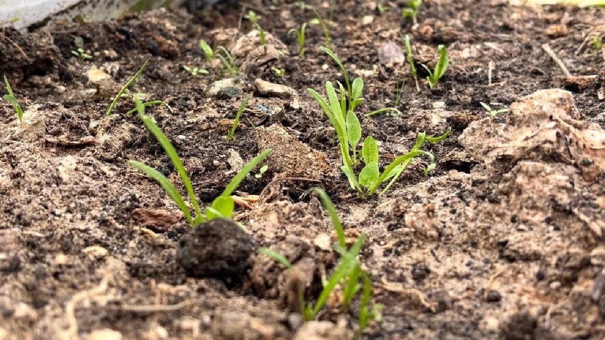 Organik Tarım Gönüllüsü, Ata Tohumlarıyla Türkiye Genelinde Farkındalık Yaratıyor
