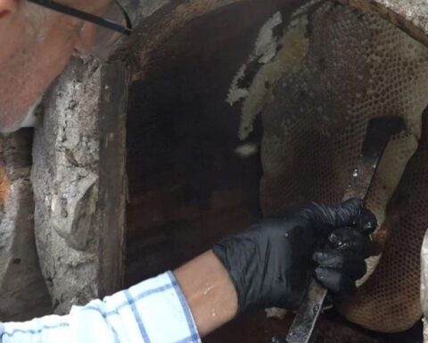 Rize'de Karakovan Balı Hasadı: Kilosu 7 Bin TL'ye Satışa Sunuldu