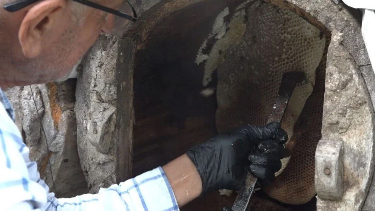 Rize'de Karakovan Balı Hasadı: Kilosu 7 Bin TL'ye Satışa Sunuldu
