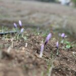 Safran üretimi ve turizm köyü: Safranbolu'da mucize bitki çiçek açtı