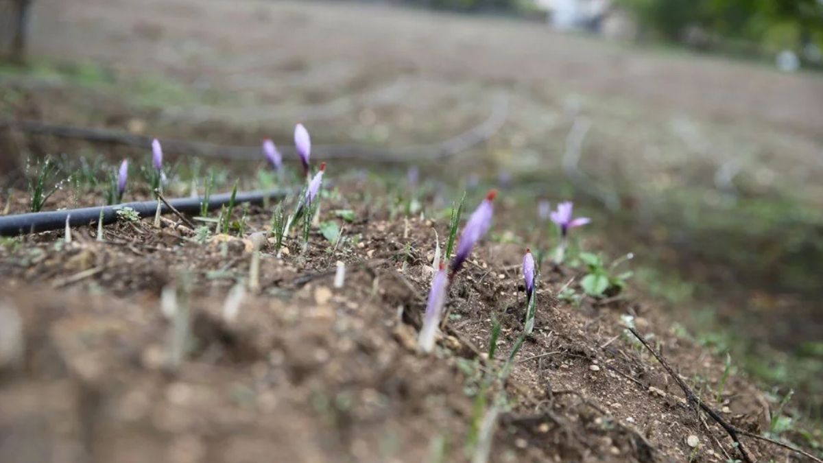 Safran üretimi ve turizm köyü: Safranbolu'da mucize bitki çiçek açtı