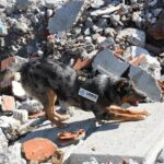 Samsun ve Bolu'da deprem tatbikatı ile afetlere hazırlık güçlendirildi