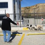 Samsun'da başıboş köpekler toplanarak barınaklara yerleştiriliyor