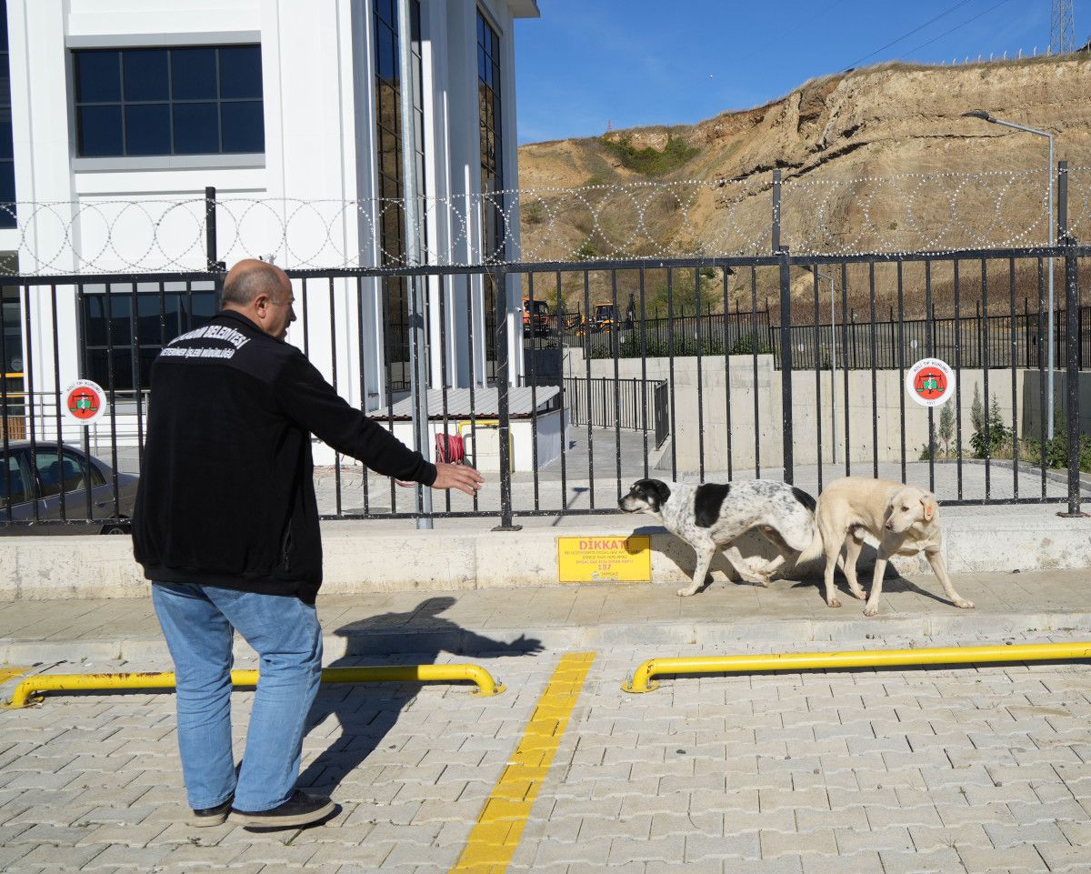 Samsun'da başıboş köpekler toplanarak barınaklara yerleştiriliyor