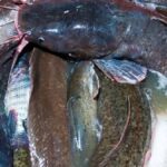 Selde Yakalanan Dev Balıklar, Bölge Halkı İçin Ekonomik Fırsat Sağladı