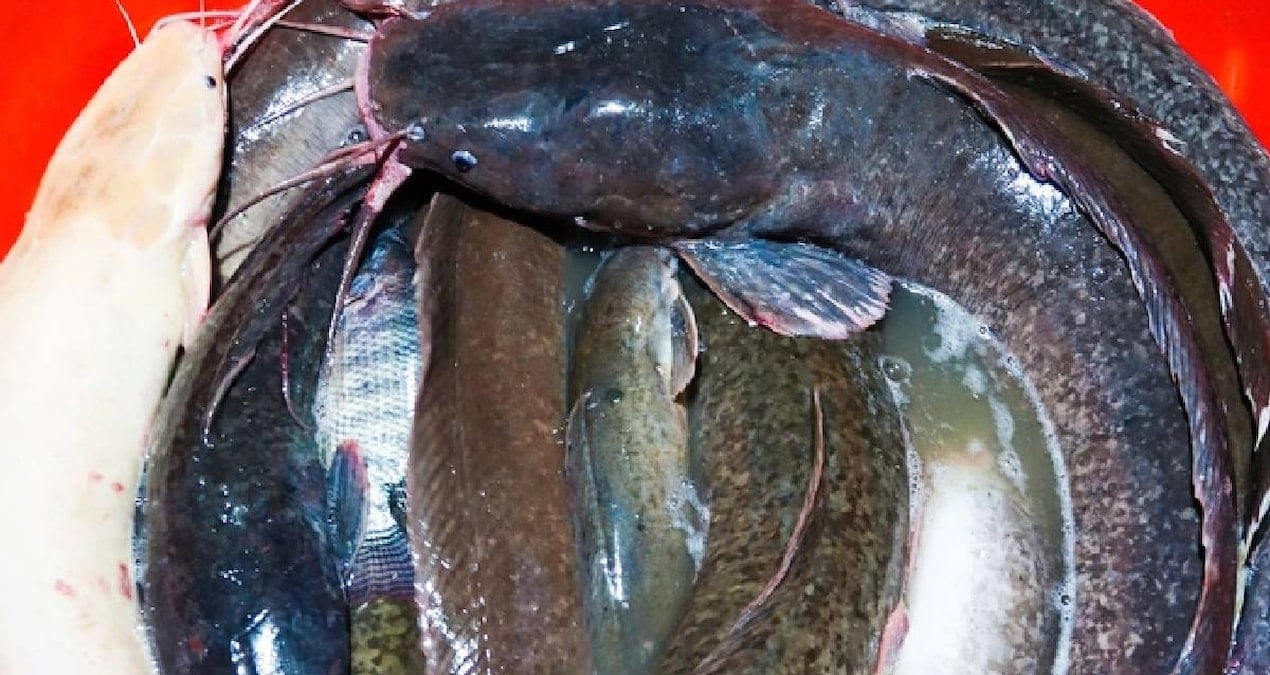 Selde Yakalanan Dev Balıklar, Bölge Halkı İçin Ekonomik Fırsat Sağladı