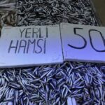 Sinop'ta Hamsi Fiyatları 100 Liradan 50 Liraya Düştü