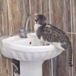 Şırnak'ta Kedi, Lavaboda Musluğu Açıp Su İçti