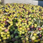 Soma'da zeytin hasadı başladı, kuraklık fiyatları etkiliyor