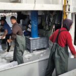 Tekirdağlı Balıkçılar, Marmara'dan Verimli Bir Avla Dönüyor