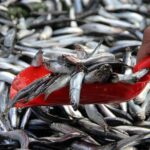 Trabzon'da Hamsi Bol Avlandı, Fiyatı Geçen Yıldan Daha Düşük