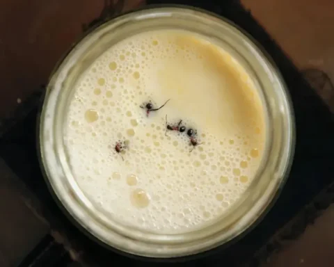 Türkiye ve Bulgaristan'dan bilim insanları geleneksel yöntemle 'karınca yoğurdu' üretti