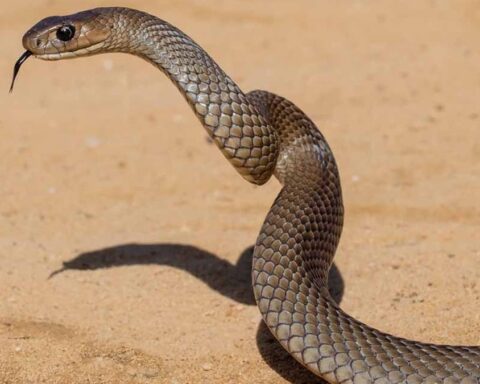 Yılan Türlerinin Çeşitliliğiyle Dikkat Çeken 4 Ülke