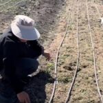 Yüksekova'da İşsiz Kalan Çiftçi, Safran Ekimiyle Yeni Bir Başlangıç Yapıyor