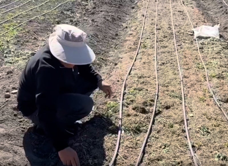 Yüksekova'da İşsiz Kalan Çiftçi, Safran Ekimiyle Yeni Bir Başlangıç Yapıyor