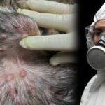 Yunanistan'daki koyun ve keçi çiçeği salgını, komşu ülkeleri tehdit ediyor