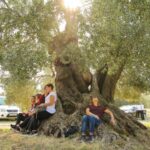 Zeytin Ağaçlarına Yönelik Tehditler, Ayvalık'ta Endişe Yarattı