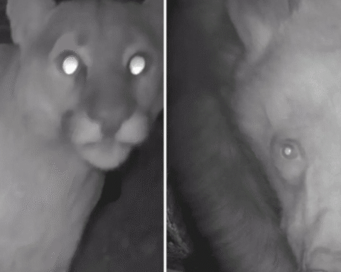 10 Yılda Mağaraya Geri Dönecek Vahşi Hayvanların Şaşırtıcı Geri Dönüşü