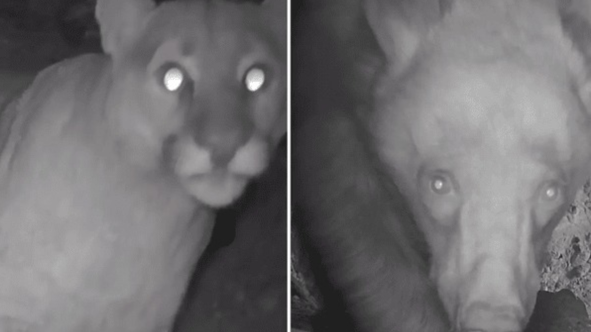 10 Yılda Mağaraya Geri Dönecek Vahşi Hayvanların Şaşırtıcı Geri Dönüşü