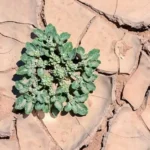 49°C Sıcaklıkta Hayatta Kalan Bitki, Tarımda Devrim Yaratma Potansiyeline Sahip