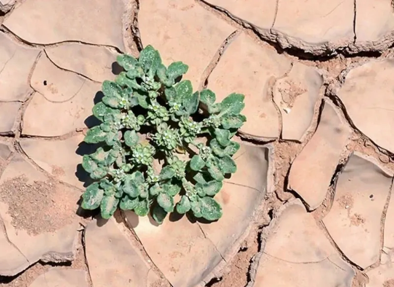 49°C Sıcaklıkta Hayatta Kalan Bitki, Tarımda Devrim Yaratma Potansiyeline Sahip