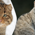 Avrupa yaban kedileri, ekosistem dengesi için kritik öneme sahip