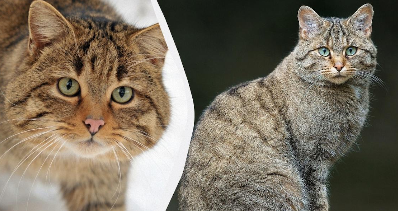 Avrupa yaban kedileri, ekosistem dengesi için kritik öneme sahip