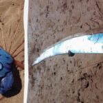 Dev Kürek Balığı Penguen Kıyısında Görüldü: Bilimsel İnceleme Başlatıldı