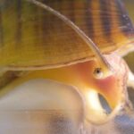 Elma salyangozunun göz yenileme yeteneği, insan göz sağlık çalışmalarına ışık tutabilir