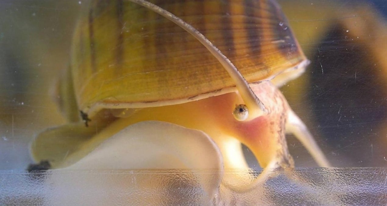 Elma salyangozunun göz yenileme yeteneği, insan göz sağlık çalışmalarına ışık tutabilir