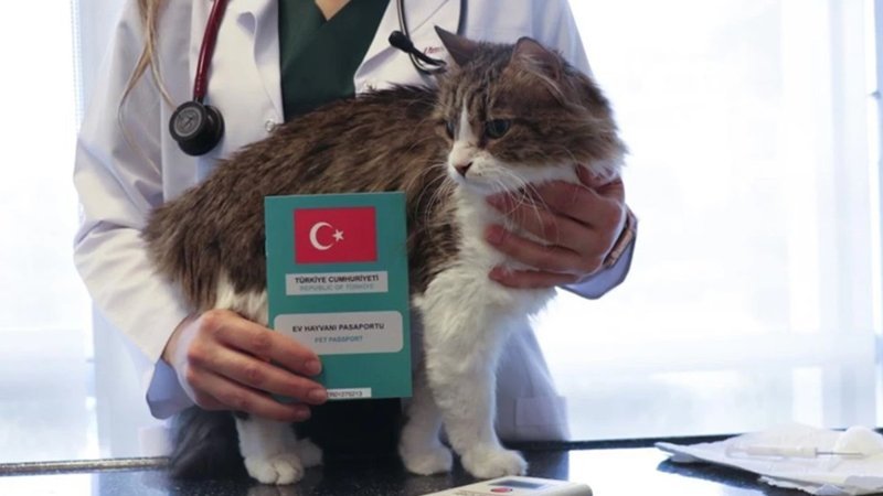 Evcil Hayvan Sahiplerine Son Uyarı: Mikroçip ve Kayıt İçin Son Tarih 31 Aralık 2025