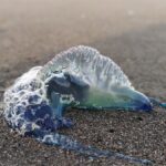 Galler’deki Denizdeki Tehlikeli Canlının Vurması, Tatilciler İçin Risk Oluşturuyor