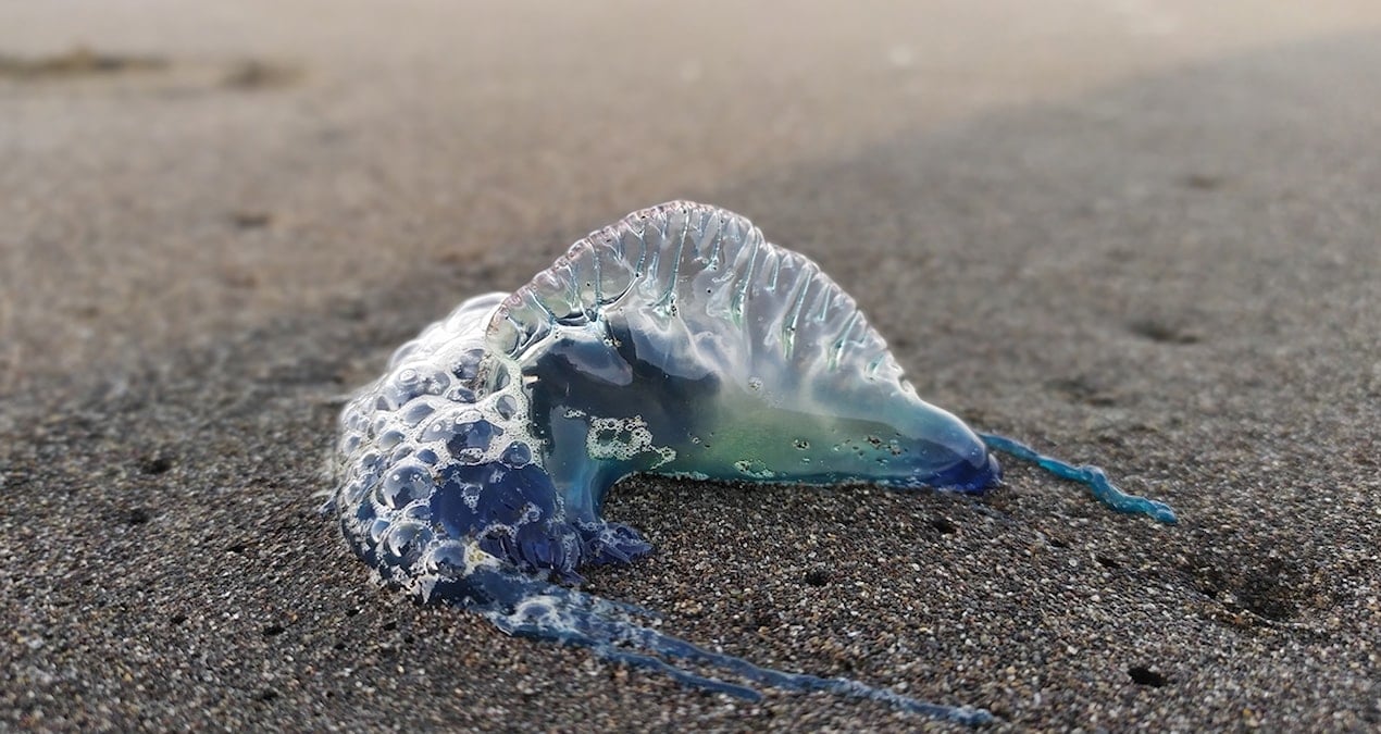 Galler’deki Denizdeki Tehlikeli Canlının Vurması, Tatilciler İçin Risk Oluşturuyor