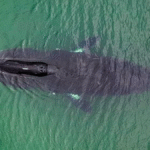 Grönland balinasının DNA onarımıyla uzun yaşam sırrı keşfedildi