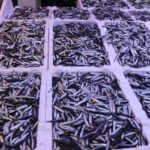 Hamsi Fiyatları Bir Haftada Yüzde 100 Arttı: Balıkçıların Açıklamaları